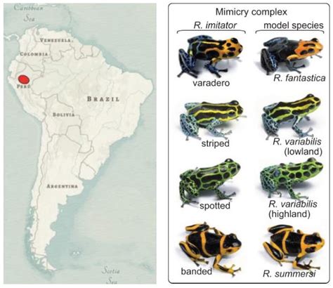 Lacking tooth and claw: Fighting frogs reveal their true colours - The Australian Museum Blog
