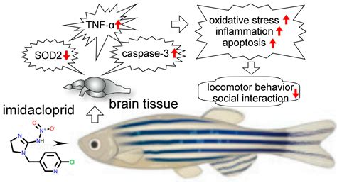 Neonicotinoid Imidacloprid Affects the Social Behavior of Adult Zebrafish by Damaging ...