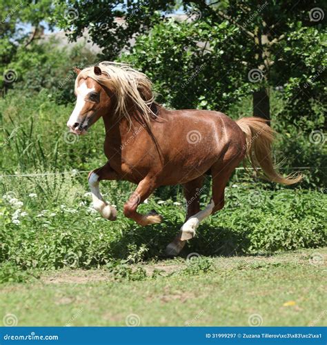 Chestnut Welsh Mountain Pony Stallion Running Stock Image - Image of ...