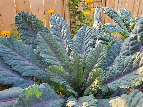 Guide to Planting, Harvesting, Propagating, and Growing Kale - Plants ...