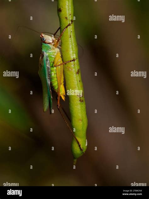 Huntley Meadows Park