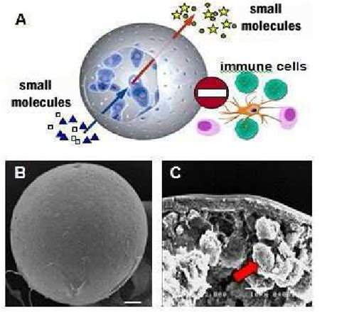 Image result for encapsulated