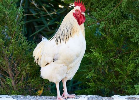 manfaat ayam bagi lingkungan sekolah