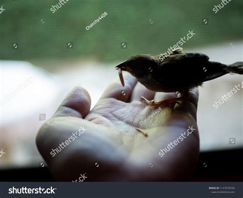 Nursing Grub Images: Browse 17 Stock Photos & Vectors Free Download with Trial | Shutterstock