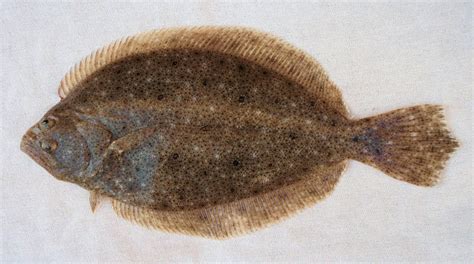 Flounder Fish Name In Spanish at Mackenzie Boehm blog