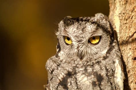Owls In Oregon: 15 Species You May Want To Look For