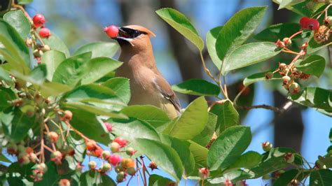 25 Shrubs That Will Attract Birds To Your Yard For Fun Feathered Sightings