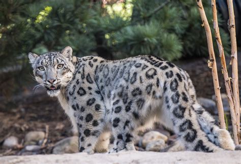 White Leopard