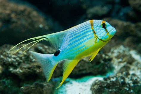 Image result for High Fin Snapper