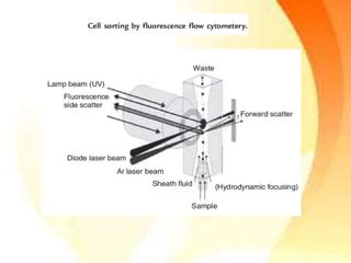 Image result for Cell Sorting Flow Cytometry PPT