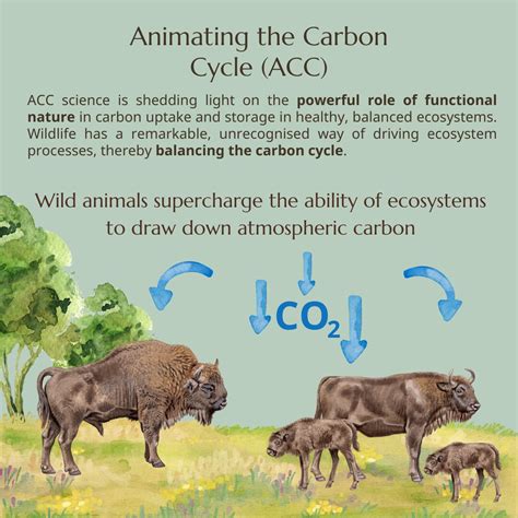 Temperate Deciduous Forest Carbon Cycle Enhanced Vegetation