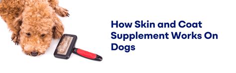 How Skin and Coat Supplements Work for Dogs – K9 Vitality