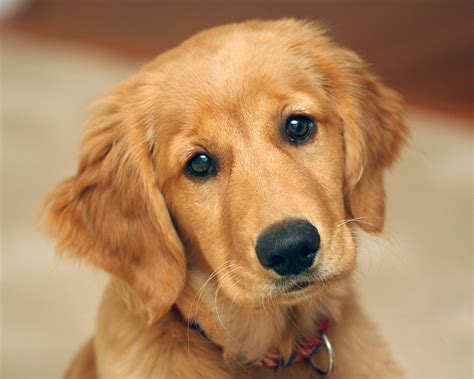10 Best Golden Retriever Names