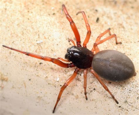 broad-faced sac spider - Trachelas tranquillus - BugGuide.Net