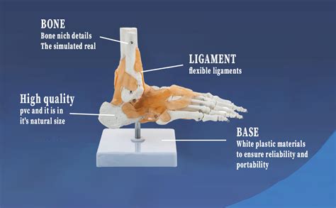 BEXCO foot and Ankle Skeletal Model with Flexible Ligaments for ...