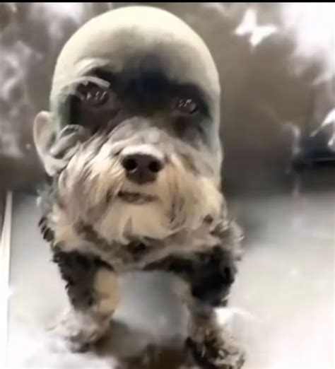 Ugly ass dog - NSFW Character AI Chat - action