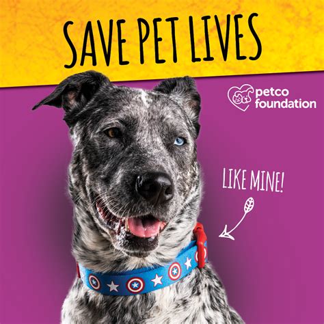 Events - Posh Pets Rescue