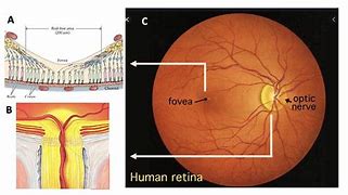 视网膜 的图像结果
