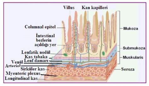 İnce bağırsak vücutta nerededir, yapısı hakkında bilgi verir misiniz?