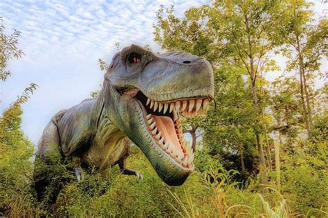 Katsuyama Dinopark Admission Ticket | Japan