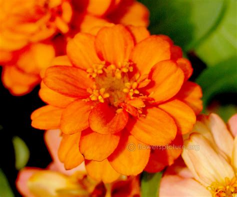 Zinnia flower varieties