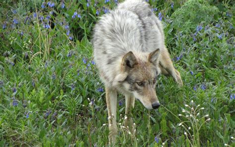 Image result for Yellowstone Grey Wolves