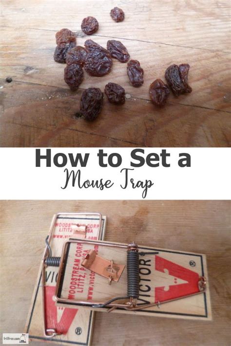 Image result for Setting Mouse Traps Tips