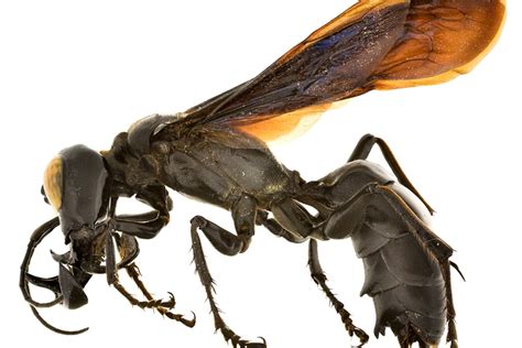 Giant Black Wasp Nest