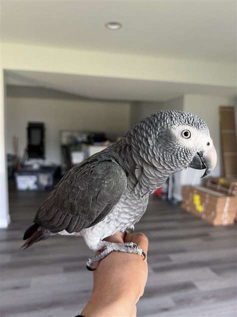Beautiful Female Timneh African Grey