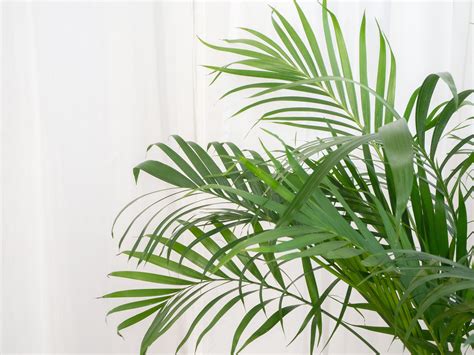8 Types of Palm Plants to Grow Indoors