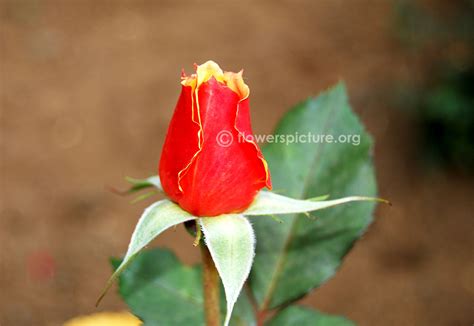 Anne harkness rose | Rosa 'Anne Harkness'