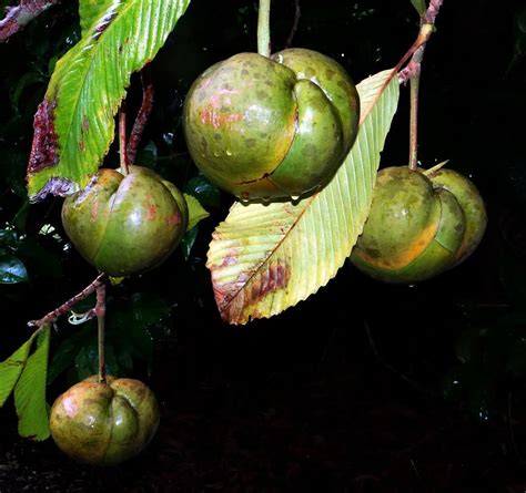 Cloud Farm Live Rare Dwarf Dillenia Indica Elephant Apple(Chalta ...