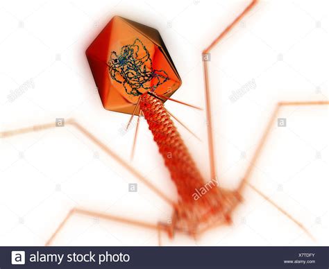 Enterobacteria Phage High Resolution Stock Photography and Images - Alamy