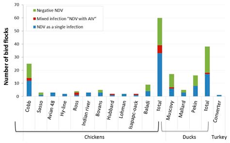 Newcastle Disease Genotype VII Prevalence in Poultry and Wild Birds in Egypt