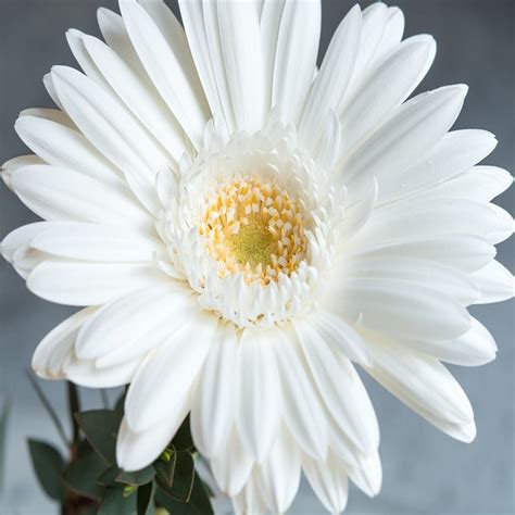 Gerbera Plant White - Top Bed Room– Exotic Flora