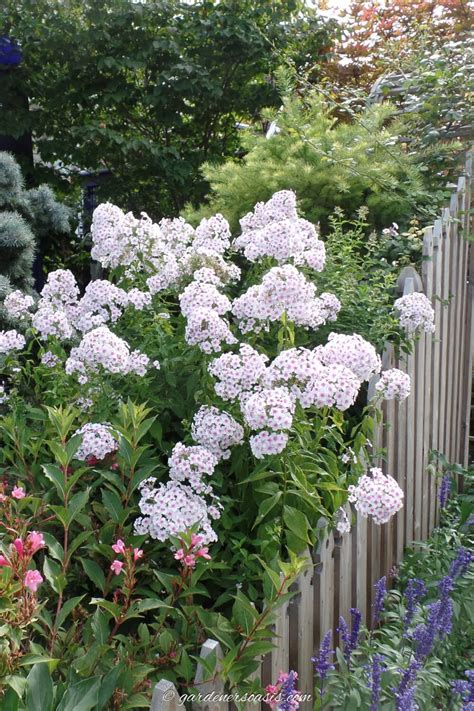 Cottage Garden Perennials 的图像结果