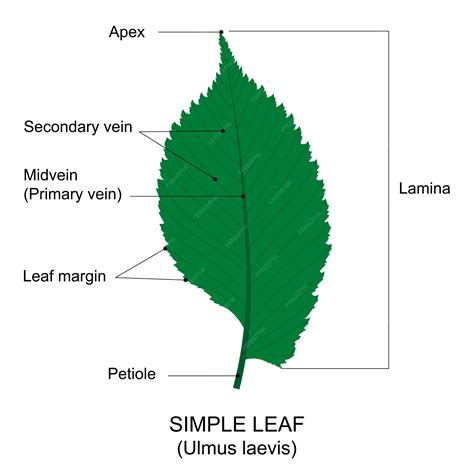Premium Vector | Simple leaf example Labelled diagram Elm leave with ...