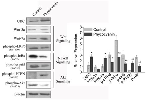 Transcriptome Analysis of Phycocyanin-Mediated Inhibitory Functions on ...