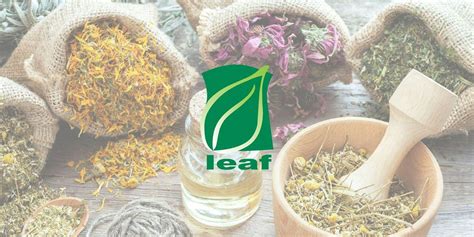 Medicinal Plants in your Backyard with Leslie Alexander, Frontier Park ...