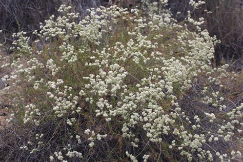 Eriogonum fasciculatum – California Buckwheat -1gallon – Walkers Wildlands
