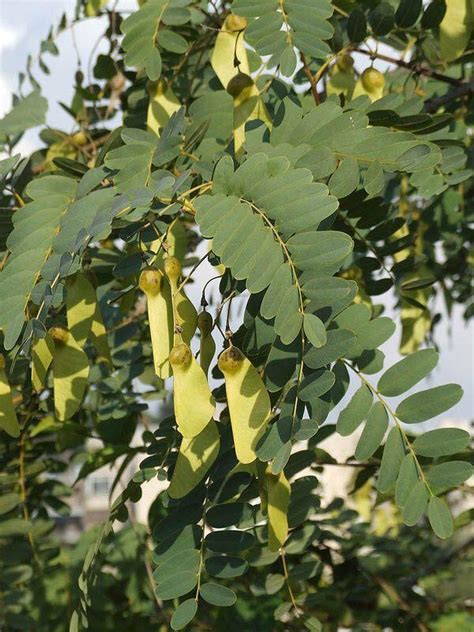 Tipuana tipu - Rosewood, Pride-of-Bolivia, Yellow Jacaranda, Tipu Tree ...