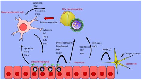 The Role of Humoral Innate Immunity in Hepatitis C Virus Infection