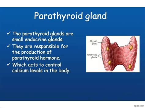 Anatomy of Thyroid and Parathyroid gland | PPT