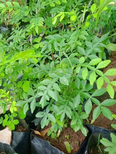 Buy 13 leaves மஹாவில்வம் | Mahavilvam | Magavilvam | Limonia crenulata ...