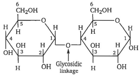α - maltose consists of - Tardigrade