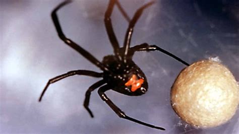 अपने से 335 गुना बड़े और जहरीले सांप को मार देती हैं ये मकड़ियां ...