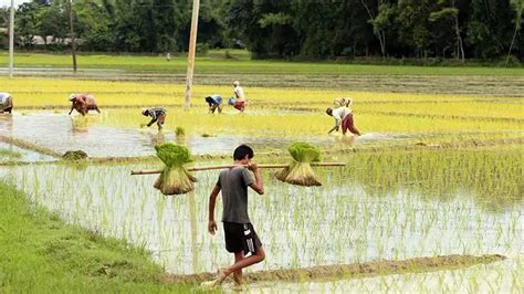Indian Farms Reforms of 2020
