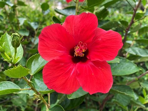 Buy Red Hibiscus Plants Online at Best Price & Fast Home Delivery