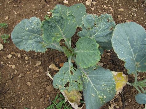 Zaštita kupusnjača nakon sadnje – Čapljina je IN