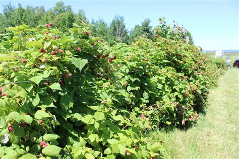 U-Pick Raspberries, Sunnyside Farm, New Limerick, 22 July 2025 | AllEvents